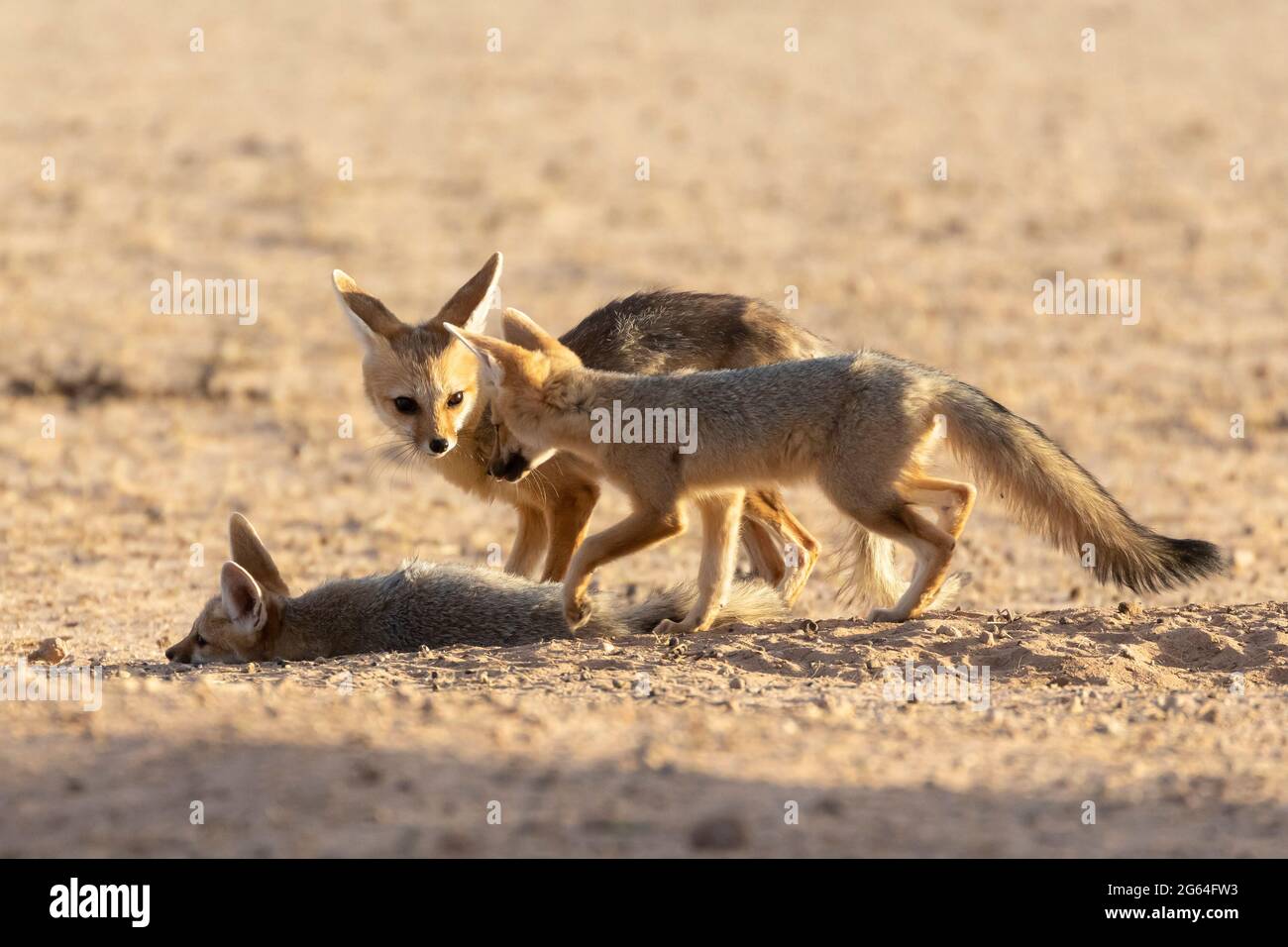 Cape Fox (Vulpes chama) Füchse und Kits oder Welpen in der Höhle bei der Morgendämmerung aka cama Fuchs oder silver-backed Fuchs, Kalahari, Northern Cape, Südafrika Stockfoto