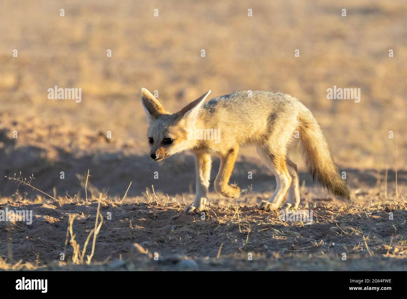 Cape Fox (Vulpes chama) neugierige Welpen oder Kit alias cama Fuchs oder silberrückigen Fuchs, Kalahari, Nordkap, Südafrika im Morgengrauen Stockfoto