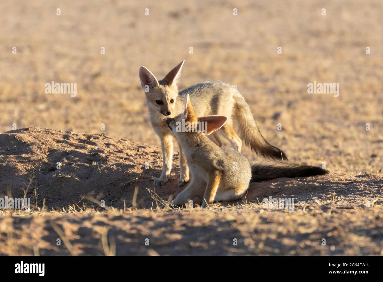 Zwei Cape Fox (Vulpes chama) Trikots, Jungen, Welpen begrüßen in der Höhle, alias cama Fuchs oder silver-backed Fuchs, Kalahari, Northern Cape, Südafrika bei Sonnenaufgang Stockfoto