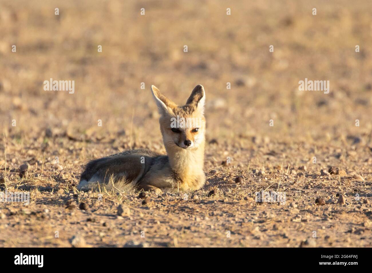 Cape Fox Vixen (Vulpes chama), auch bekannt als Kama-Fuchs oder Silberrückenfuchs, Kalahari, Nordkap, Südafrika im Morgengrauen Stockfoto