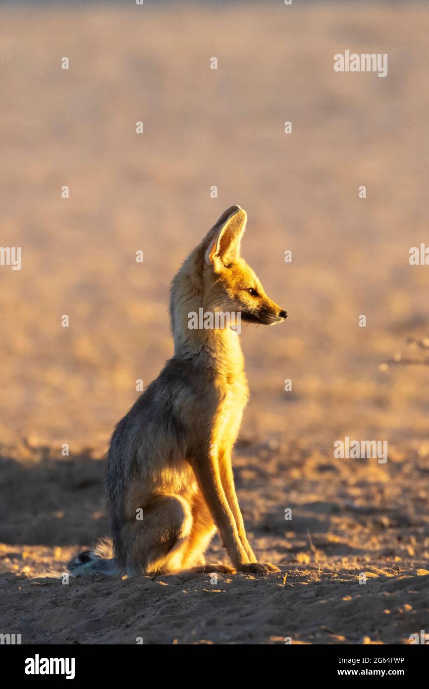 Cape Fox vixen (Vulpes chama) alias cama Fox or silver-backed Fox, Kalahari, Northern Cape, South Africa at Dawn sitzend auf ihre Partnerin zur Rückkehr Stockfoto