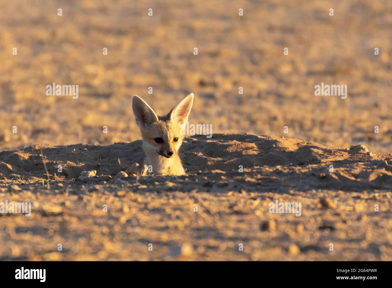 Cape Fox (Vulpes chama) Junge, der bei Sonnenaufgang aus der Höhle späht, aka Cama-Fuchs oder Silberrückenfuchs, Kalahari, Nordkap, Südafrika Stockfoto