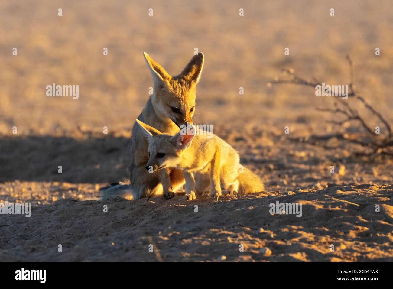 Cape Fox (Vulpes chama) Füchsenkit bei Sonnenaufgang, auch bekannt als Kama-Fuchs oder Silberrückenfuchs, Kalahari, Nordkap, Südafrika Stockfoto