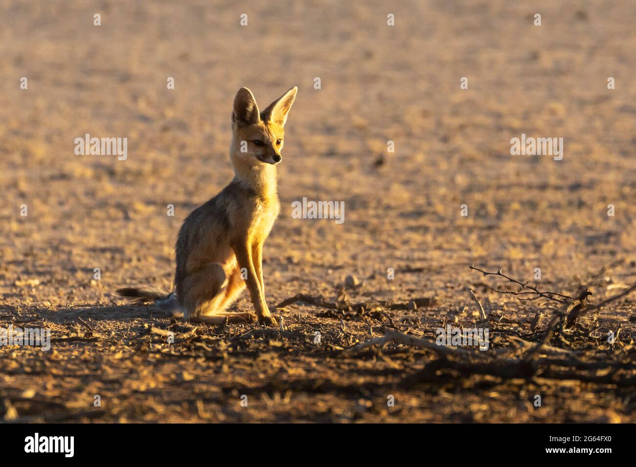 Cape Fox Vixen (Vulpes chama), auch bekannt als Kama-Fuchs oder Silberrückenfuchs, Kalahari, Nordkap, Südafrika im Morgengrauen Stockfoto