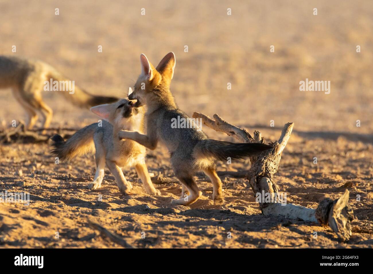 Zwei Cape Fox-Trikots oder Welpen, die spielen, (Vulpes chama) aka Cama-Fuchs oder Silberrückenfuchs, Kalahari, Nordkap, Südafrika im Morgengrauen Stockfoto
