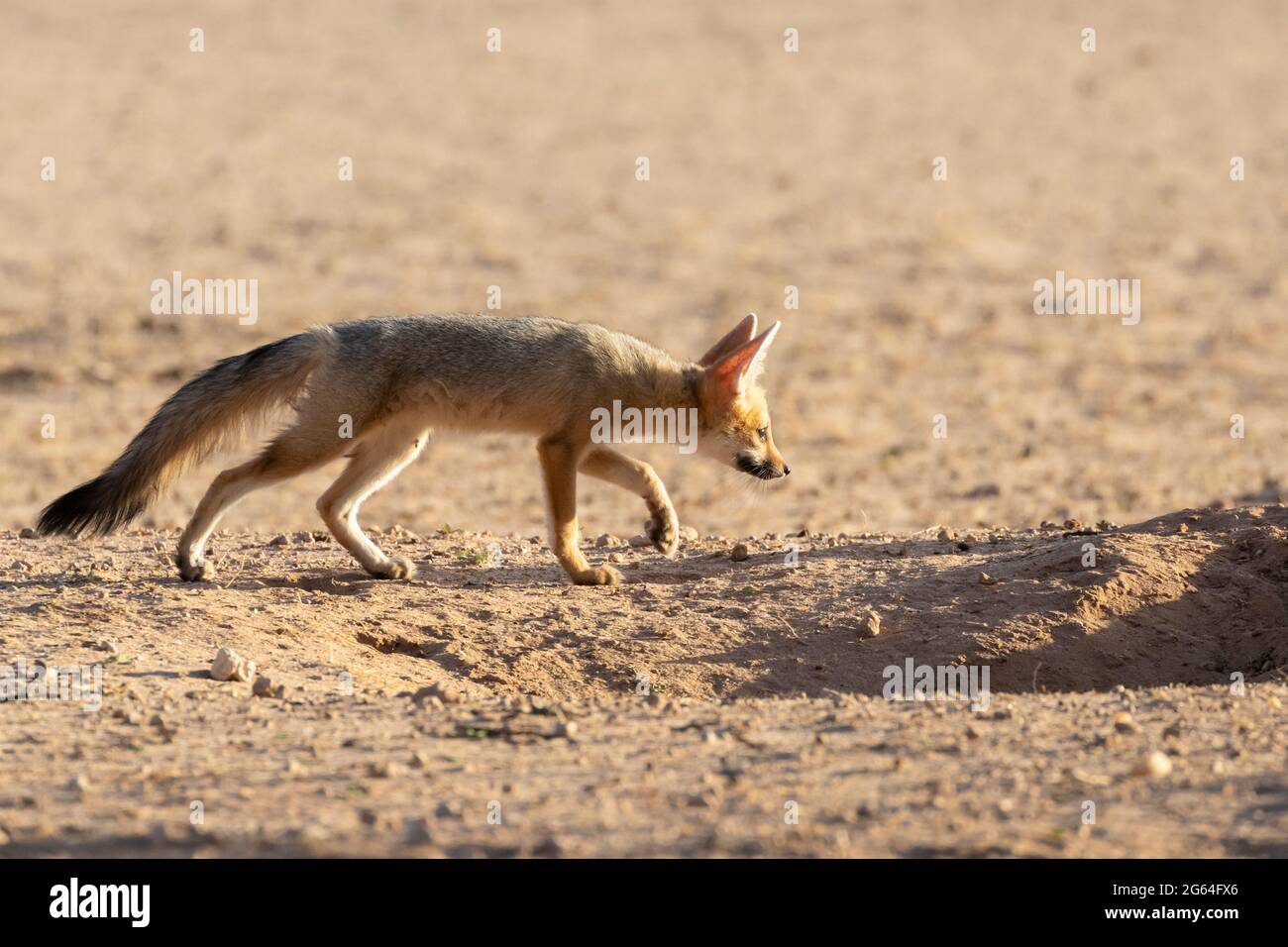 Cape Fox Welpen üben Stalking, (Vulpes chama) aka cama Fuchs oder Silber-rückten Fuchs, Kalahari, Nordkap, Südafrika im Morgengrauen Stockfoto