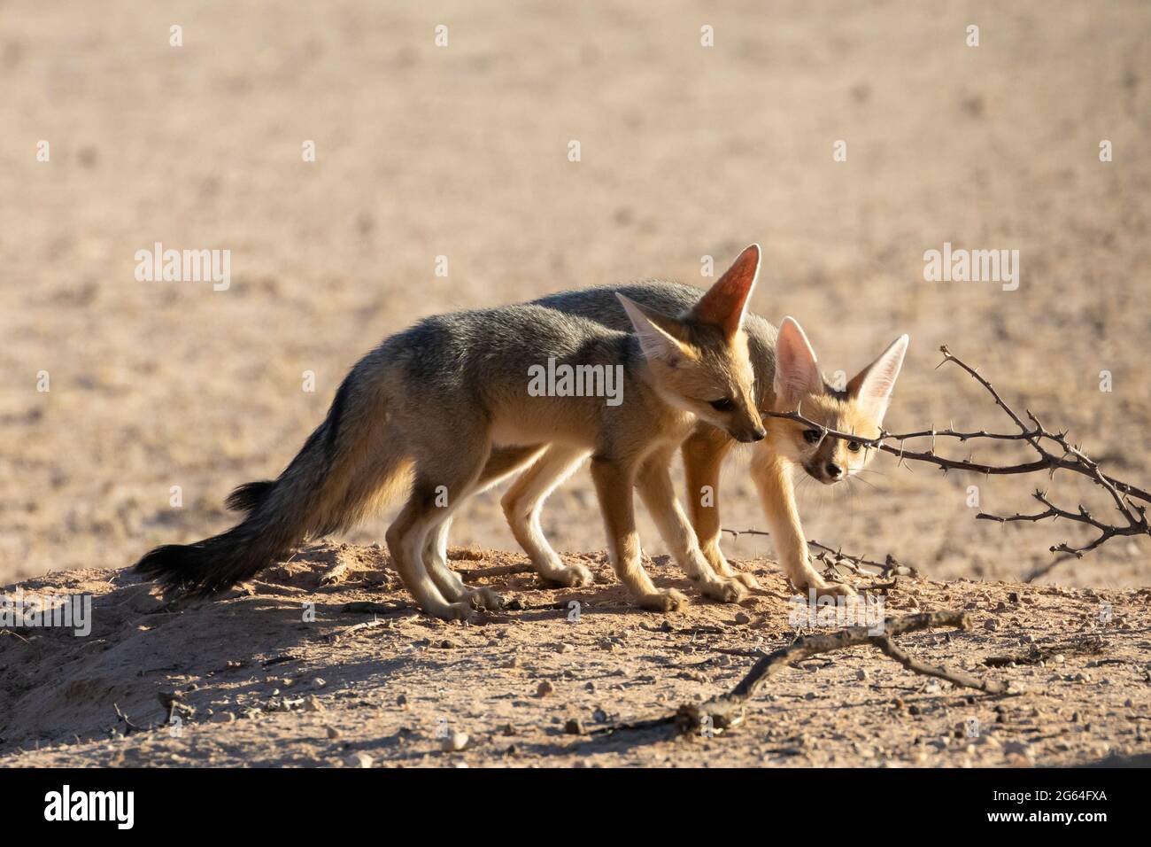 Cape Fox (Vulpes chama)-Trikots in der Nähe der Höhle, auch bekannt als Kama-Fuchs oder Silberrückenfuchs, Kalahari, Nordkap, Südafrika bei Sonnenaufgang Stockfoto