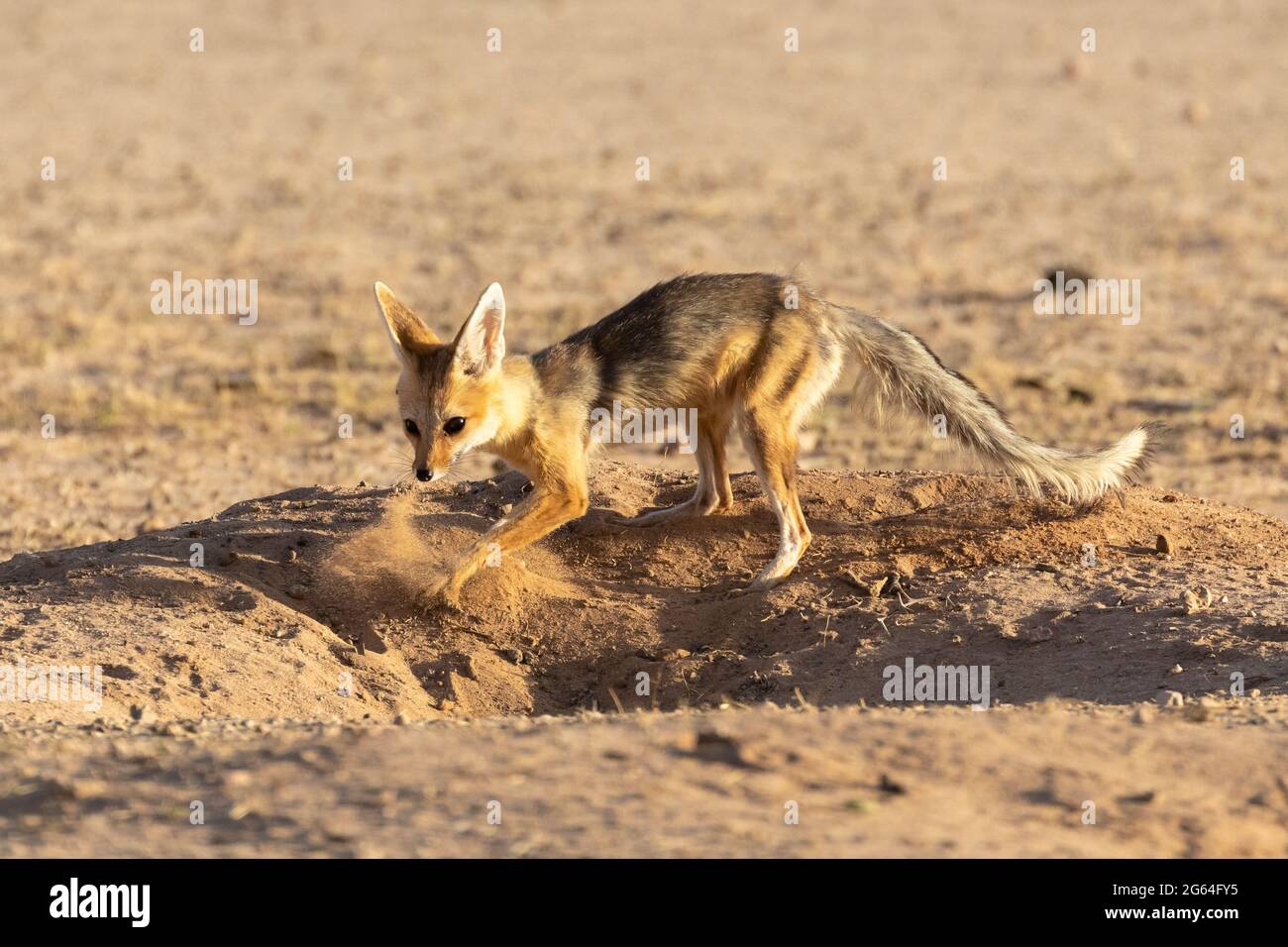 Cape Fox (Vulpes chama) aka Cama Fox oder Silver-backed Fox, Kalahari, Northern Cape, Südafrika bei Sonnenaufgang, Vixen beim Ausgraben des Eingangs zur Höhle Stockfoto