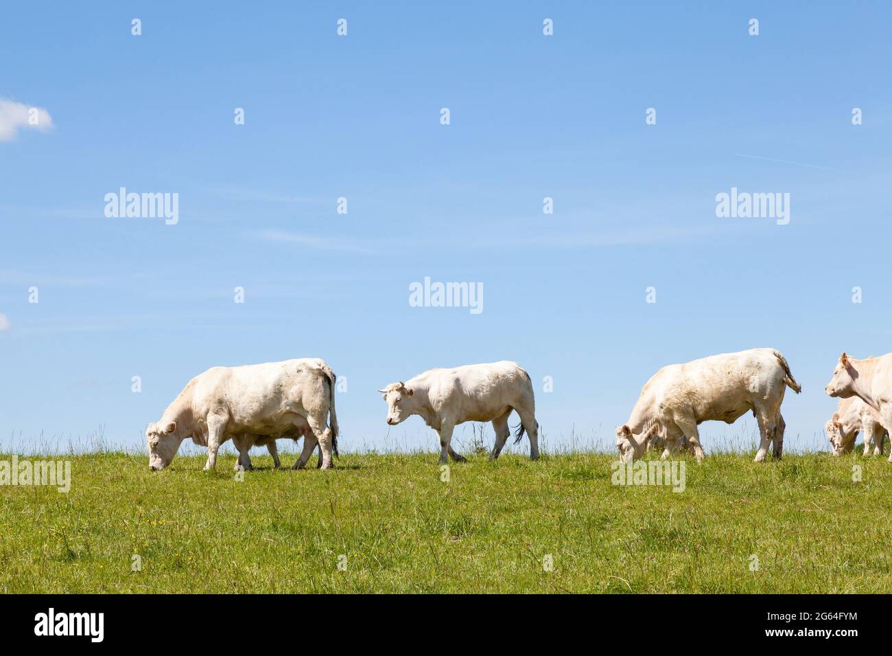 Herde weißer Charolais Kühe und Kälber grasen auf einer grünen Weide auf der Skyline vor einem sonnigen klaren blauen Himmel mit Copyspace. Rinder für ihre gezüchtet Stockfoto