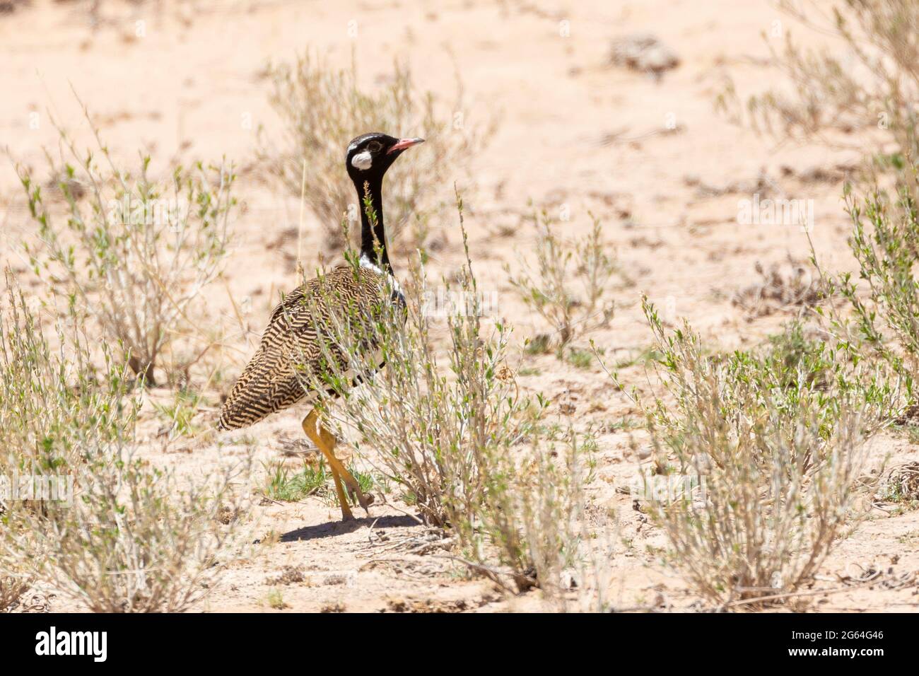 Nördliches Schwarzes Korhaan (Afrotis afraoides) Männchen, Kalahari