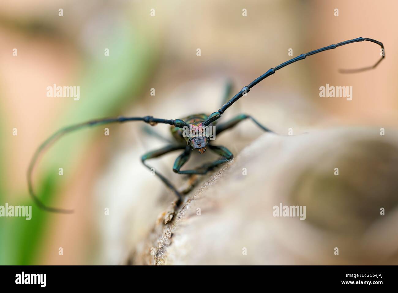 Vorderansicht eines Moschuskäfers (Aromia moschata) auf einem Baumstamm in freier Wildbahn im Sommer Stockfoto