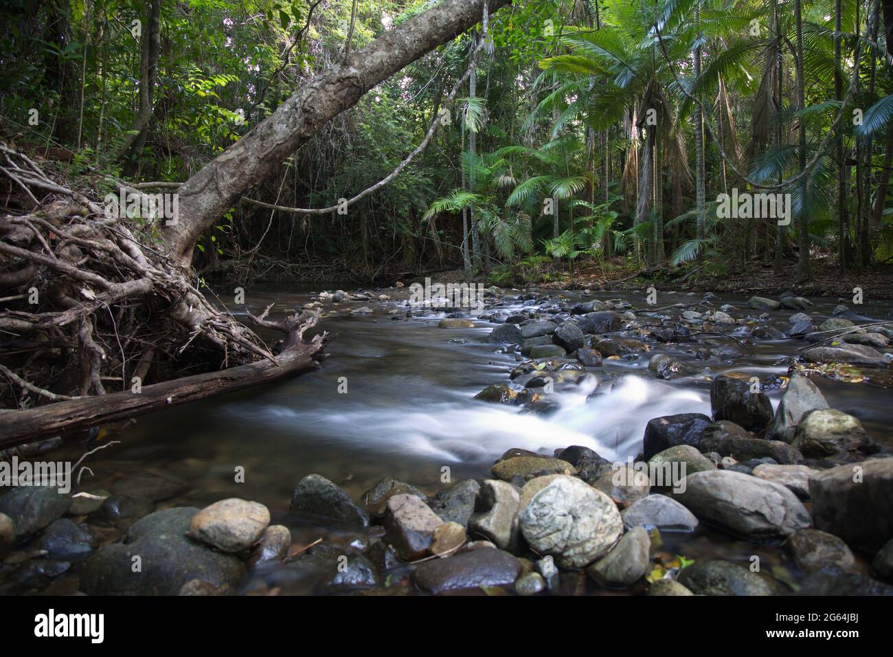 Zeitlupe des kleinen Flusses und des gefallenen Baumes Daintree Rain Forest, Port Douglas, Australien. Stockfoto
