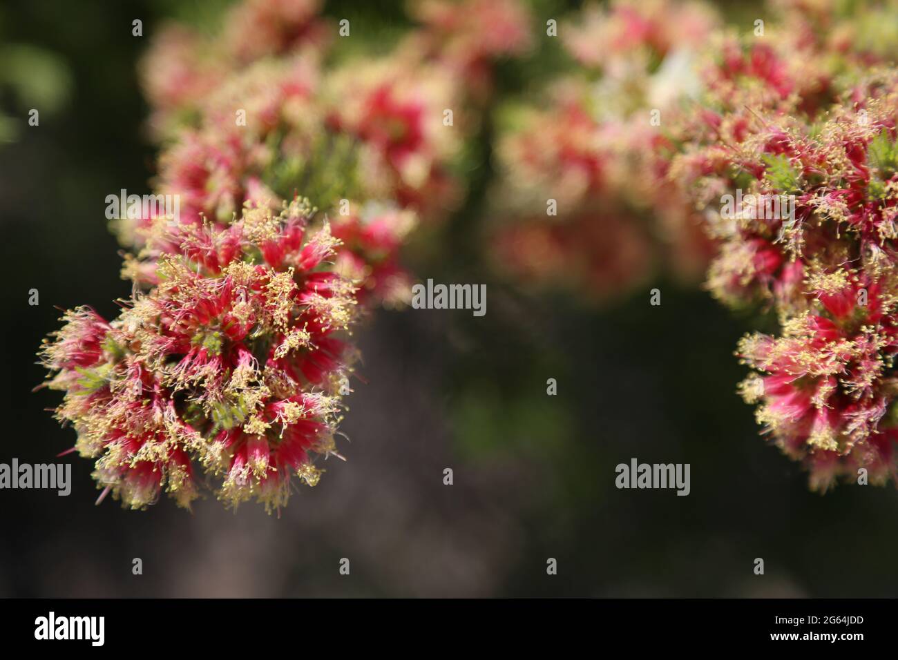 Nahaufnahme von Wildblumen, die in der Pinnacles Desert, Westaustralien, blühen. Stockfoto