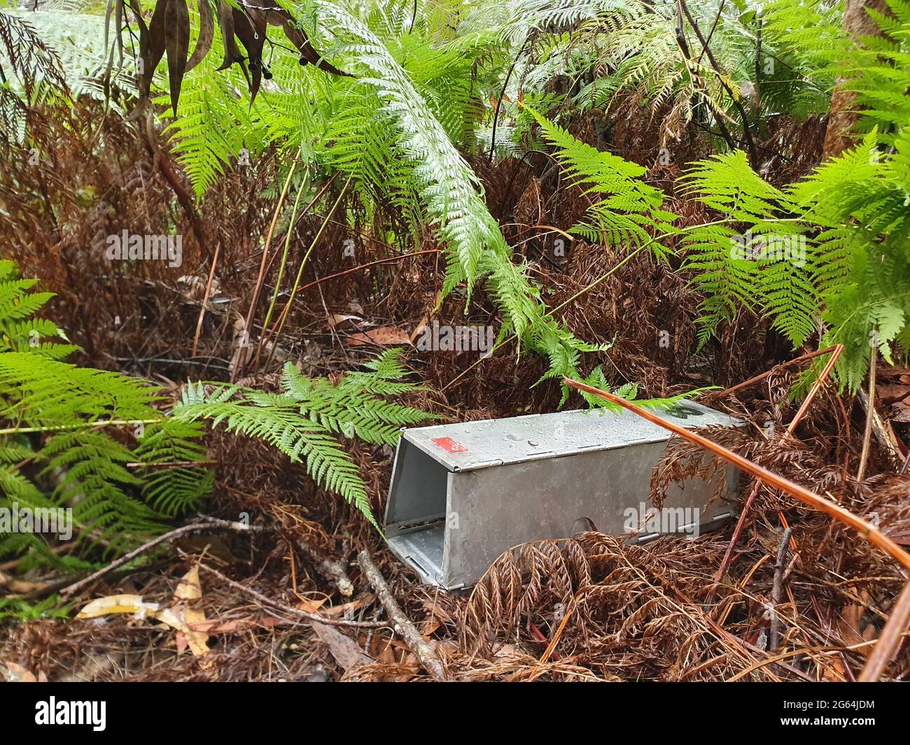 Leere Elliott-Aluminiumfalle, die zum Fang kleiner Säugetiere verwendet wird Myall Lake National Park, Australien. Stockfoto