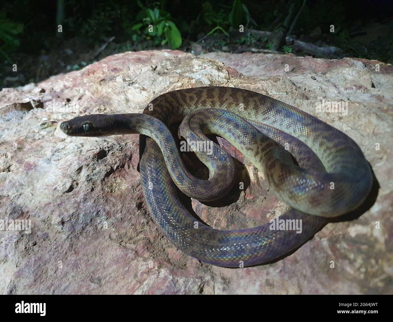 Nahaufnahme des Porträts der Brown Tree Snake (Boiga irregularis), die sich zusammengerollt hat und der Kamera gegenübersteht, Litchfield National Park, Northern Territory, Australien. Stockfoto