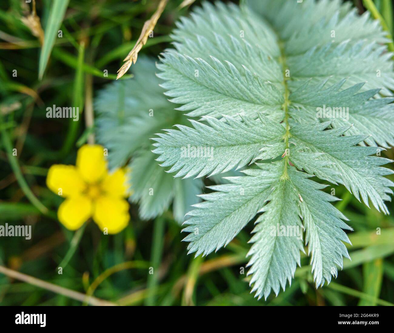 Wilde Silberwespen (Argentina anserina) wachsen auf den Chalklandwiesen der Salisbury Plain Stockfoto
