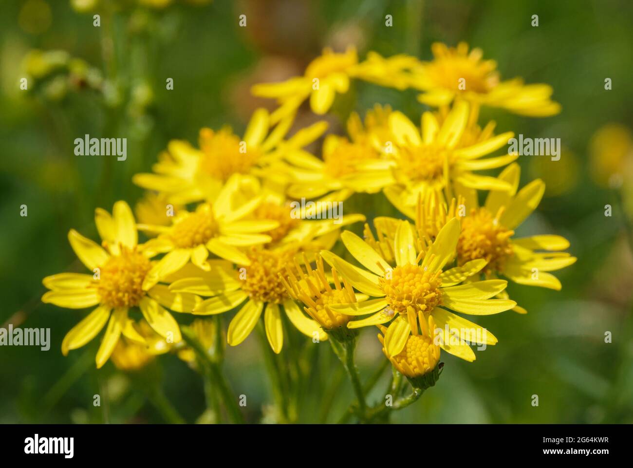 Schöne gelbe Ragwürzeblüten (Senecio jacobaea), die wild auf dem Grasland der Salisbury Plain wachsen Stockfoto
