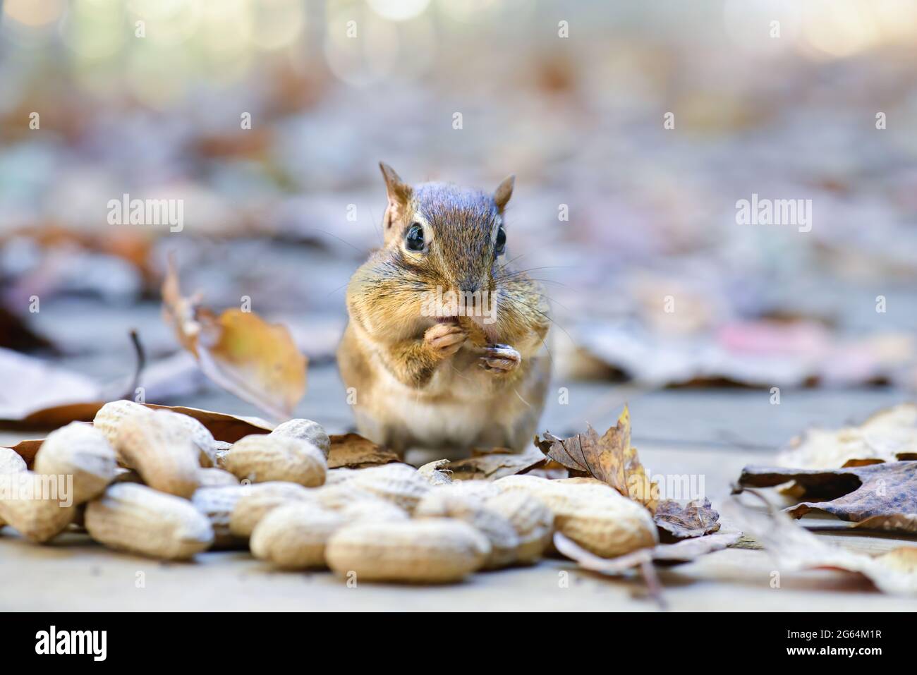 Ein Eichhörnchen sitzt draußen und stopft sein Gesicht mit Erdnüssen. Stockfoto