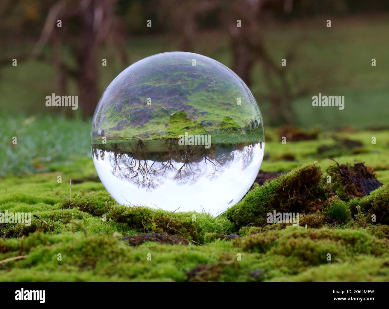 Ein Bild einer Baumlandschaft, gesehen durch EINEN Lensball Stockfoto