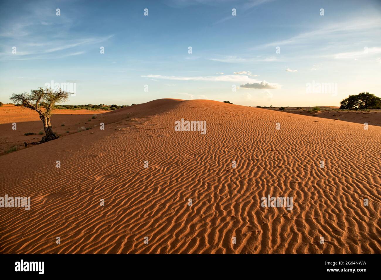 Middlepits liegt in der Wüste Kgalagadi. Das Land ist flach und sandig und unter dem Sand befinden sich große Kalksteine. Mit der anhaltenden Winderosion werden diese Steine sichtbarer. Sie stören häufig Projekte wie den Bau von Latrinen. Das Klima in Middlepits neigt dazu, selbst während der Regenzeit sehr trocken zu sein, was den Anbau von Futterpflanzen recht schwierig macht. Botswana. Stockfoto