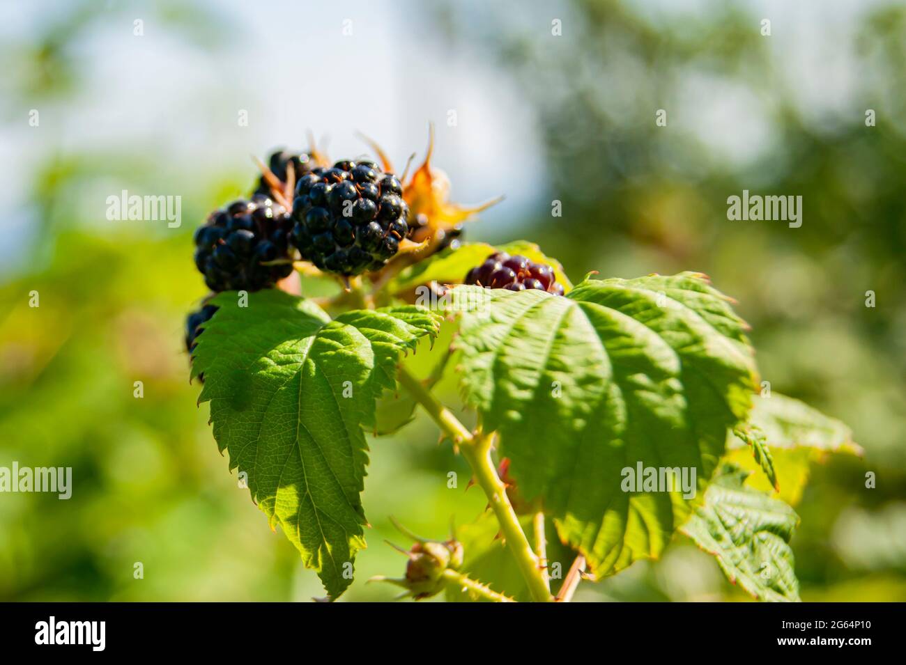 Frische Brombeeren. Brombeerbusch mit Beeren Sommerernte. Sommer in der Natur. Stockfoto
