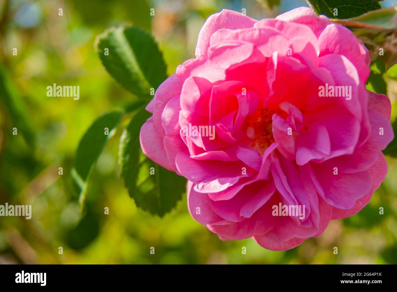 Schöne Blume aus der Nähe. Ein Busch aus rosa Rosen. Eine Vielzahl von Buschrosen. Stockfoto