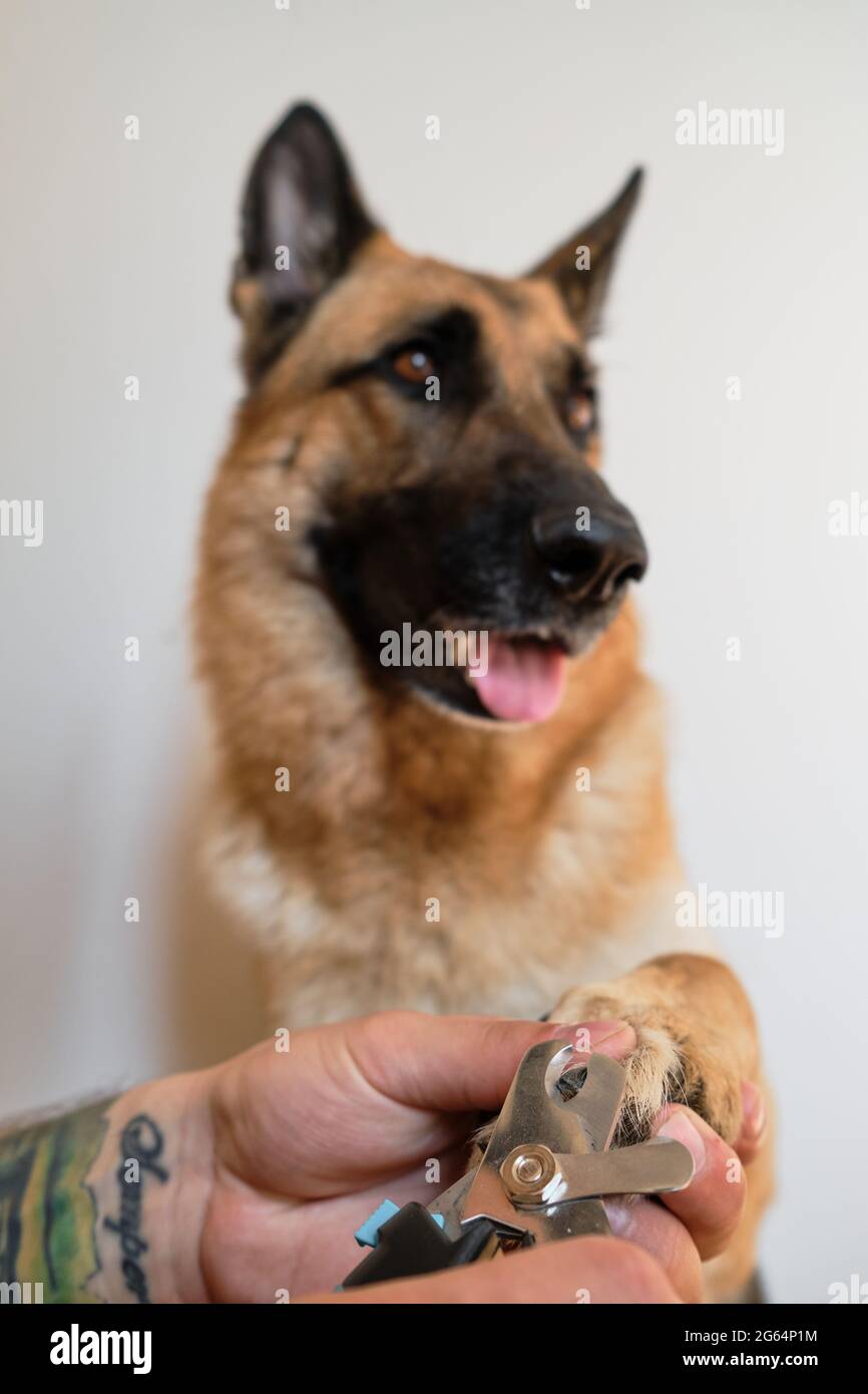 Mann schneidet Hunde Krallen mit einer speziellen Schere und Zangen zu Hause. Besitzer Hände mit Tattoo kümmern sich um Haustiere Gesundheit. Halten Sie die Pfote fest und schneiden Sie die Krallen der Deutschen Stockfoto