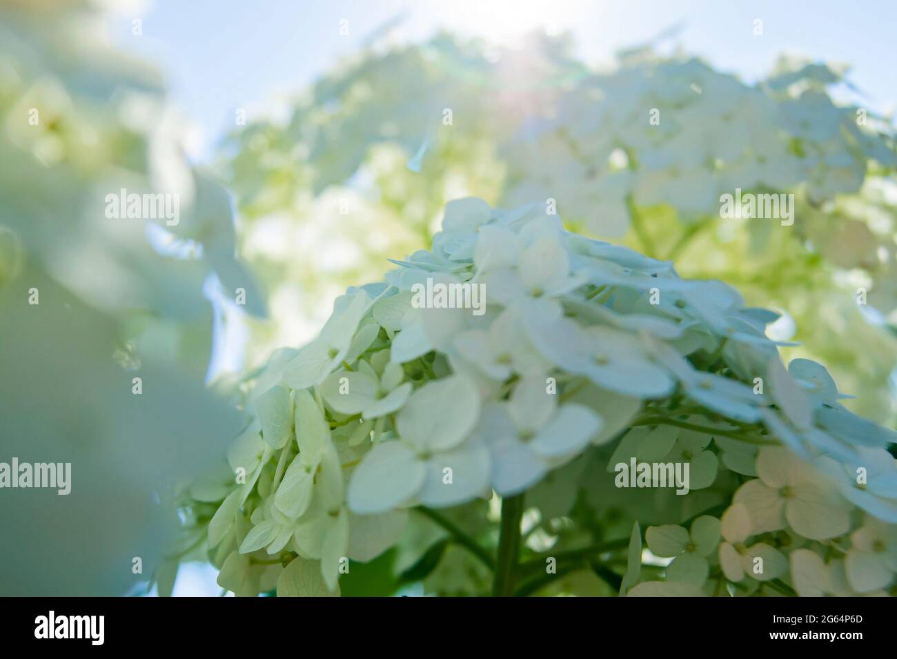 Weißer Blumenhintergrund. Heißer Sommer und strahlende Sonnenstrahlen. Ein kleiner Blumenhaufen. Viele Blumen. Stockfoto