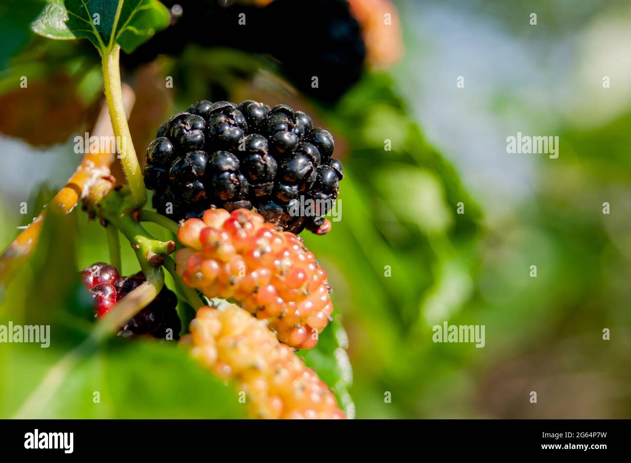 Maulbeerbeeren auf den Zweigen. Die Beeren des Maulbeerbaums. Die Beeren sehen aus wie beängstigende Raupen. Sommerernte. Geschenke der Natur Stockfoto