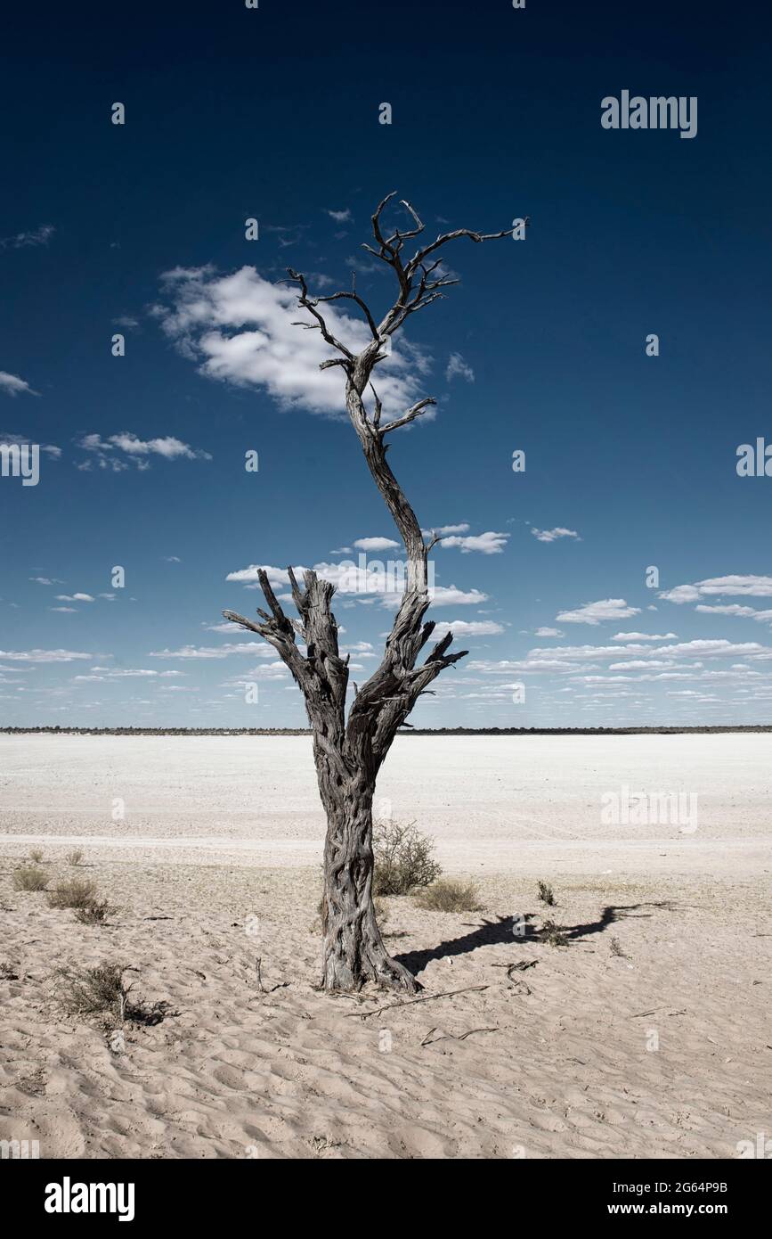 Ein Baum mitten in der Wüste. Die Kalahari-Wüste ist eine große halbaride Sandsavanne im südlichen Afrika, die sich über eine Fläche von 900,000 Quadratkilometern erstreckt und einen Großteil von Botswana sowie Teile Namibias und Südafrikas abdeckt. Stockfoto