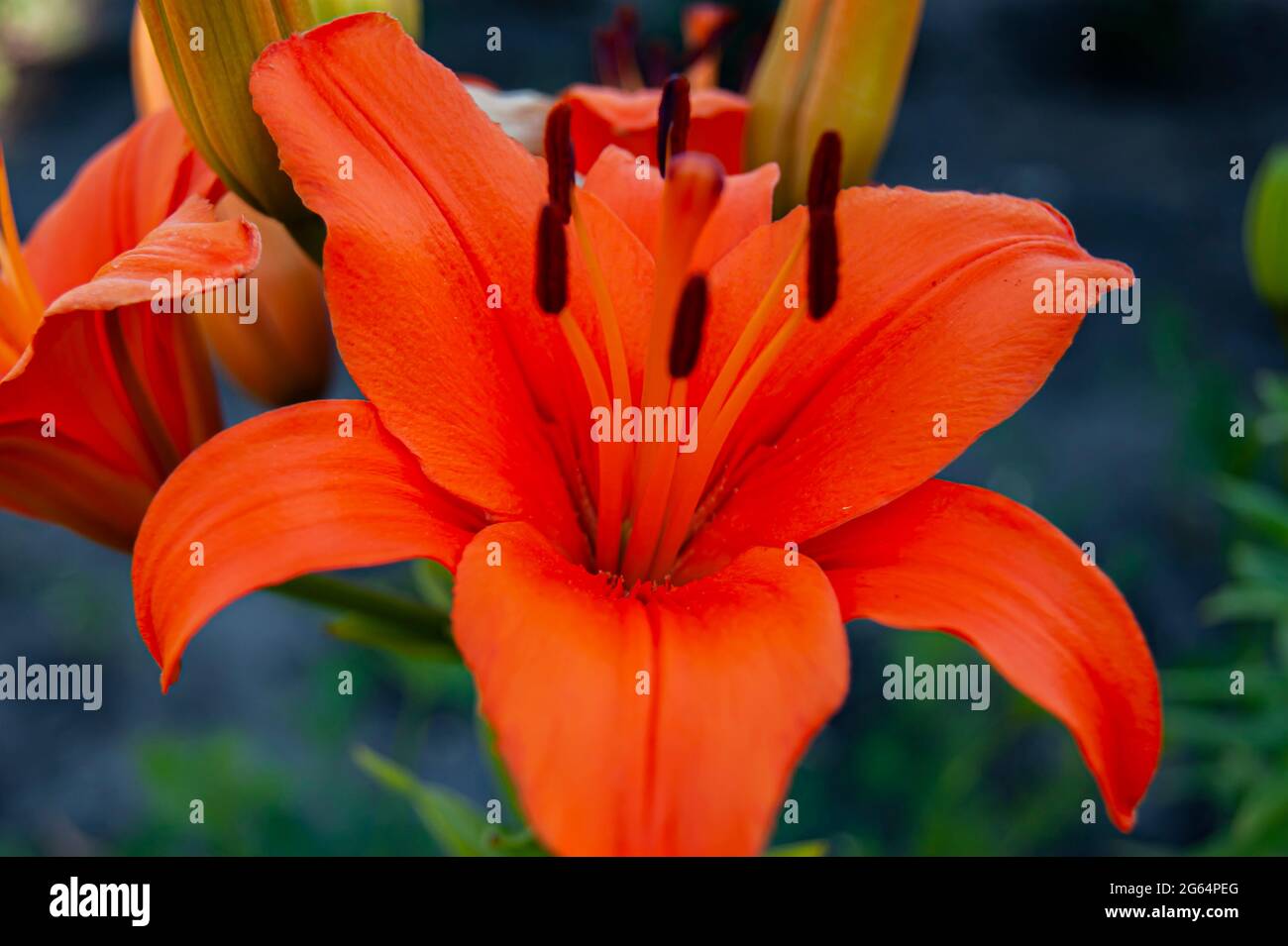 Rote Lilien im Sommergarten. Blumige Abstraktion. Nahaufnahme. Eine wunderschöne Blume. Stockfoto