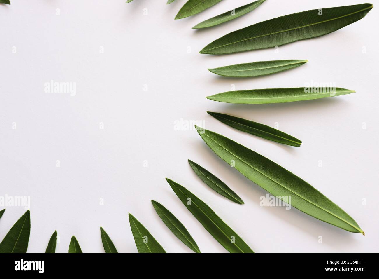 Grüne Blätter in Form eines Halbkreises. Tropische Blätter auf einem weißen, kopierenden Raum. Stockfoto