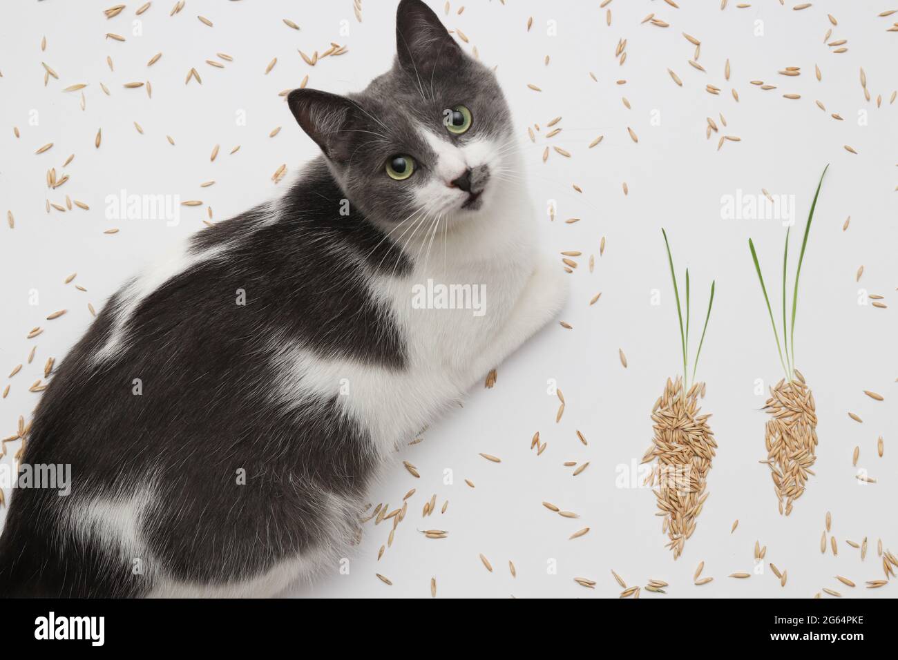 Katze mit Körnern und Sprossen. Konzept der gesunden Ernährung für Katzen. Stockfoto