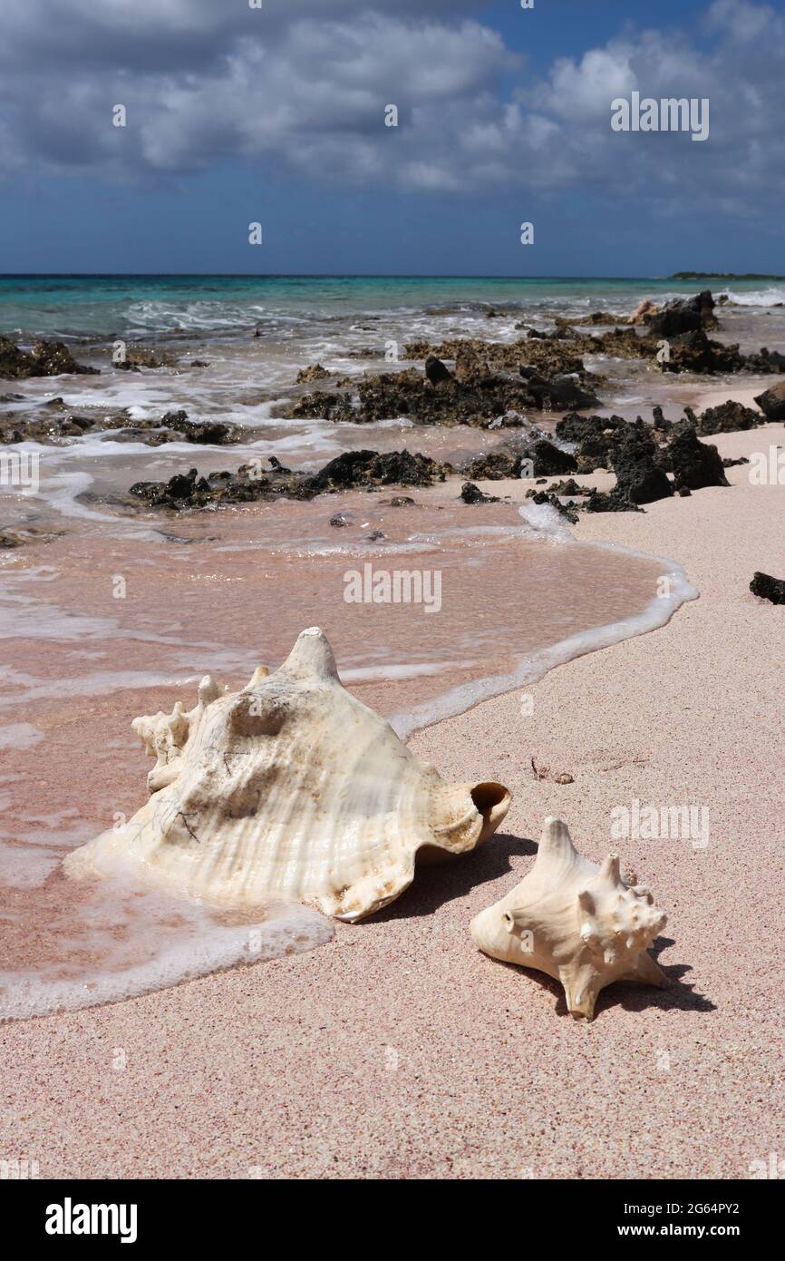 Zwei große Muscheln am Strand in der Nähe des Wassers. Stockfoto