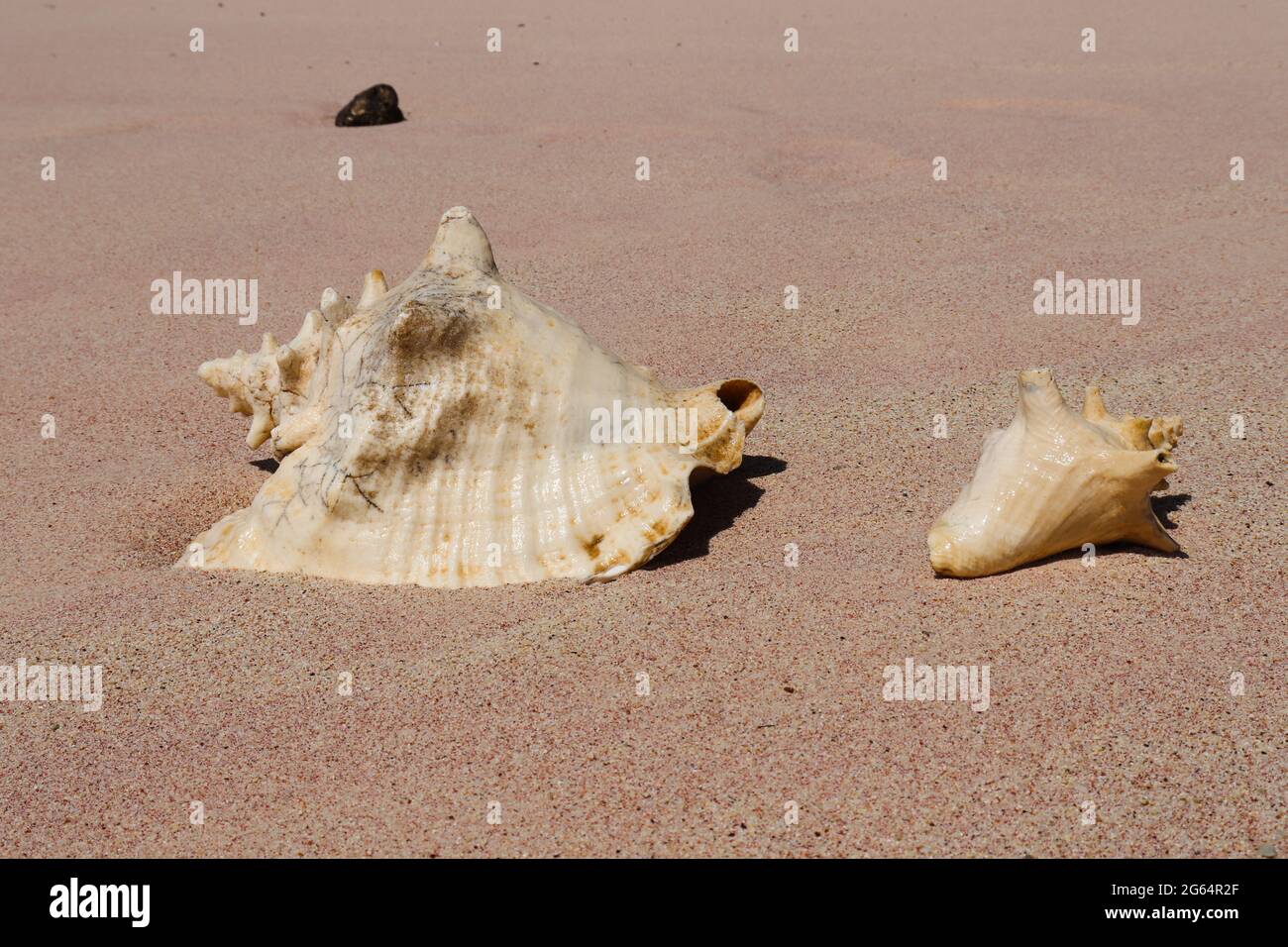 Muscheln am Strand. Rosafarbener karibischer Sand Stockfoto