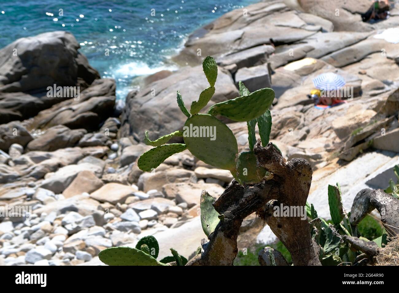 Steinige Landschaft mit Kaktus an der italienischen Küste auf Elba an einem sonnigen Sommertag. Hochwertige Fotos Stockfoto