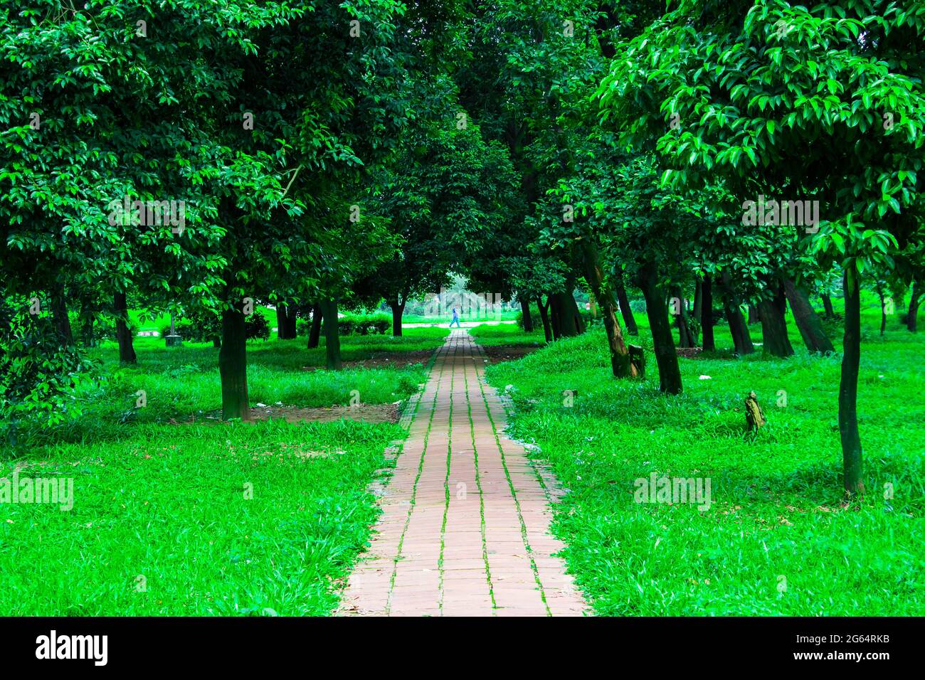 Gehweg in grüner Natur. Ich habe dieses Bild am 11. August 2018 aus Dhaka, Bangladesch, Süd-Aisa aufgenommen Stockfoto Gehweg in grüner Natur. Ich habe dieses Bild am 11. August 2018 aus Dhaka, Bangladesch, Süd-Aisa aufgenommen Stockfoto