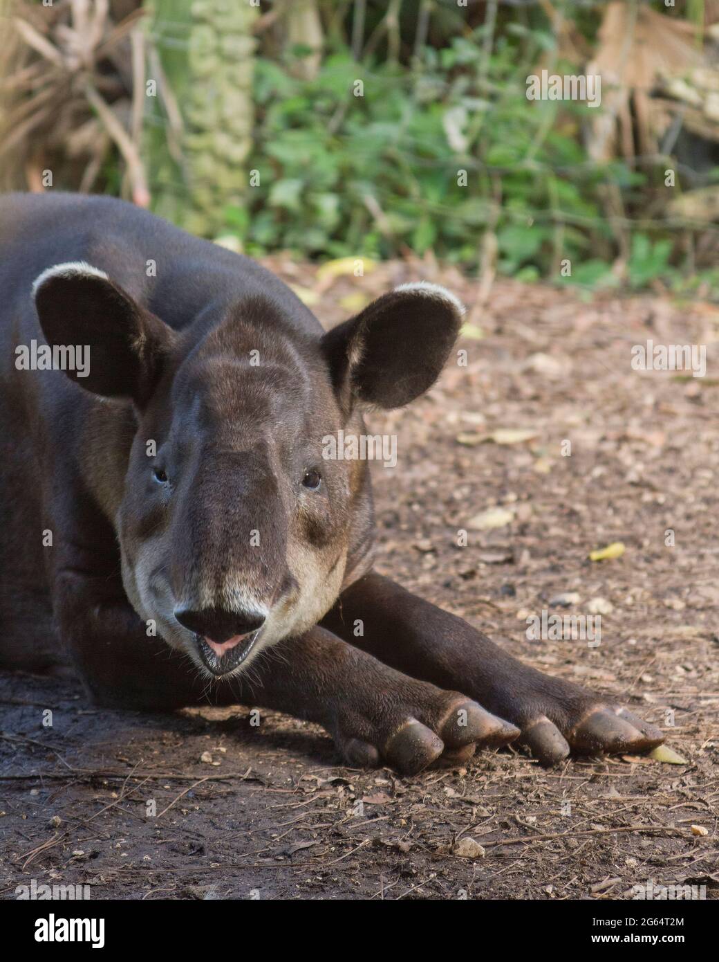 Ein Baird Tapir Tapirus Bairdii befasst sich mit der Kamera. Stockfoto
