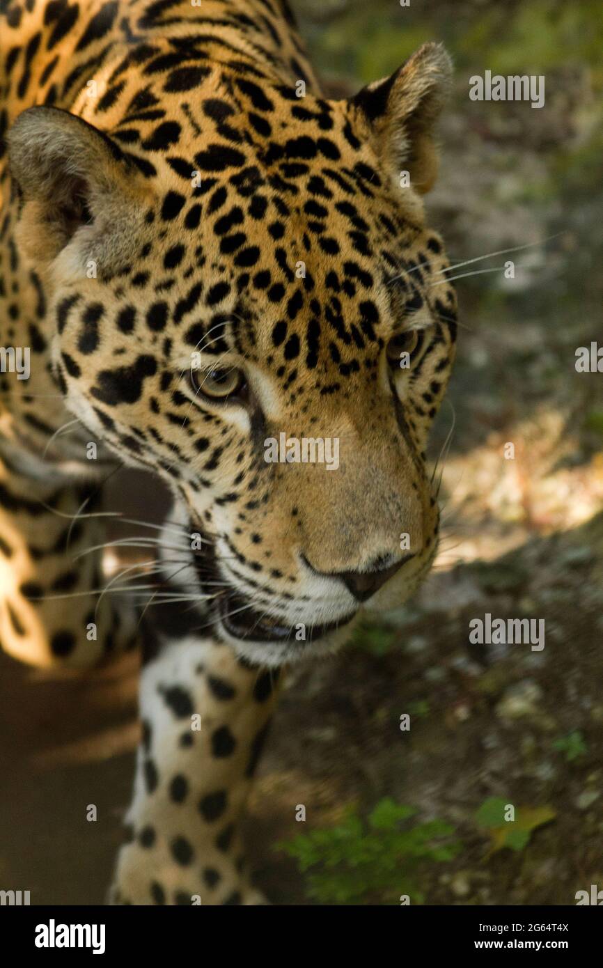 Ein Jaguar Panthera Onca, geht nach vorne. Stockfoto