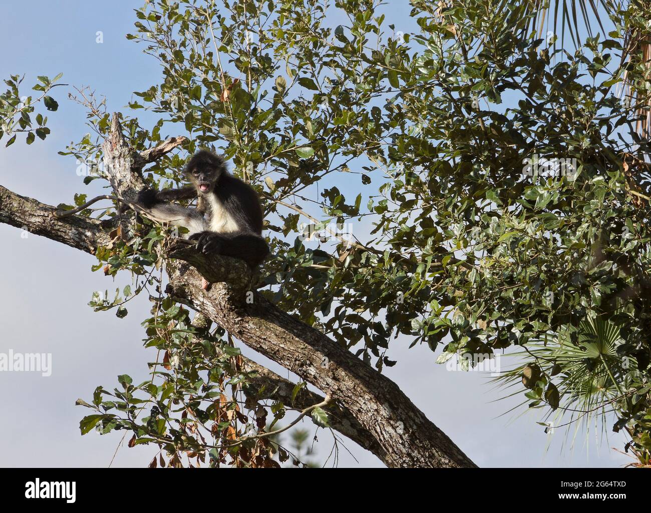 Ein Geoffroy-Klammeraffe, Ateles Geoffroyi, herausragt seine Zunge. Stockfoto