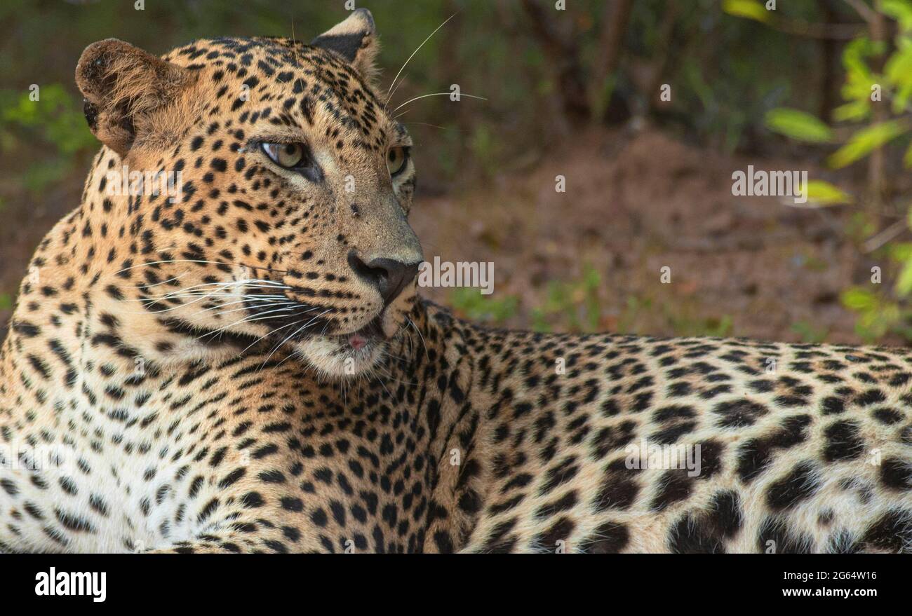 Leoparden starren; Leoparden starren; Sonnenschein auf Leopardengesicht; Sonne auf Leopard; Leopard in der Sonne; Leopard im Sonnenlicht; Leopardenflecken; Leopardenfleck-Muster Stockfoto