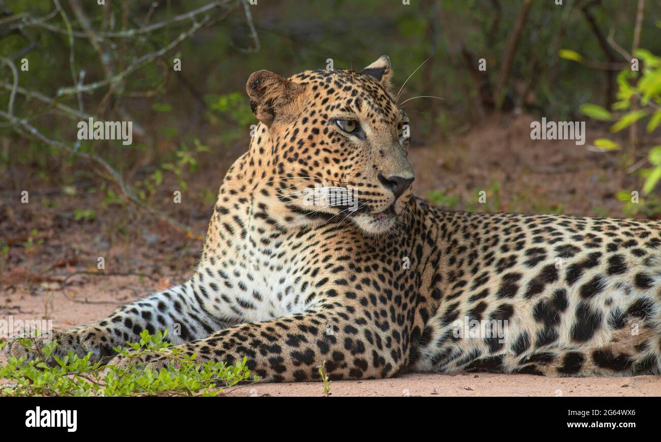 Leopard sitzend; Leopard ruhend; großer Leopard ruhend; Leopardenweibchen beobachtend; Leopardenmutter liegend; Leopard liegend. Stockfoto