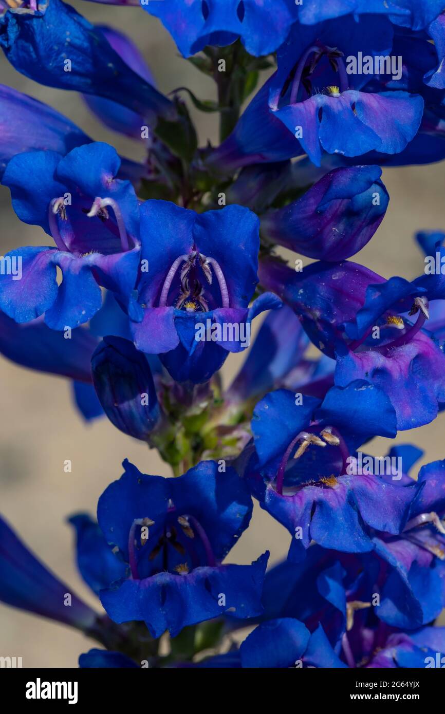 Taper-Leaf Beardtongue, Penstemon attenuatus, wächst in einem felsigen Lebensraum in den Bergen über dem Beartooth Highway, Shoshone National Forest, Wyomi Stockfoto