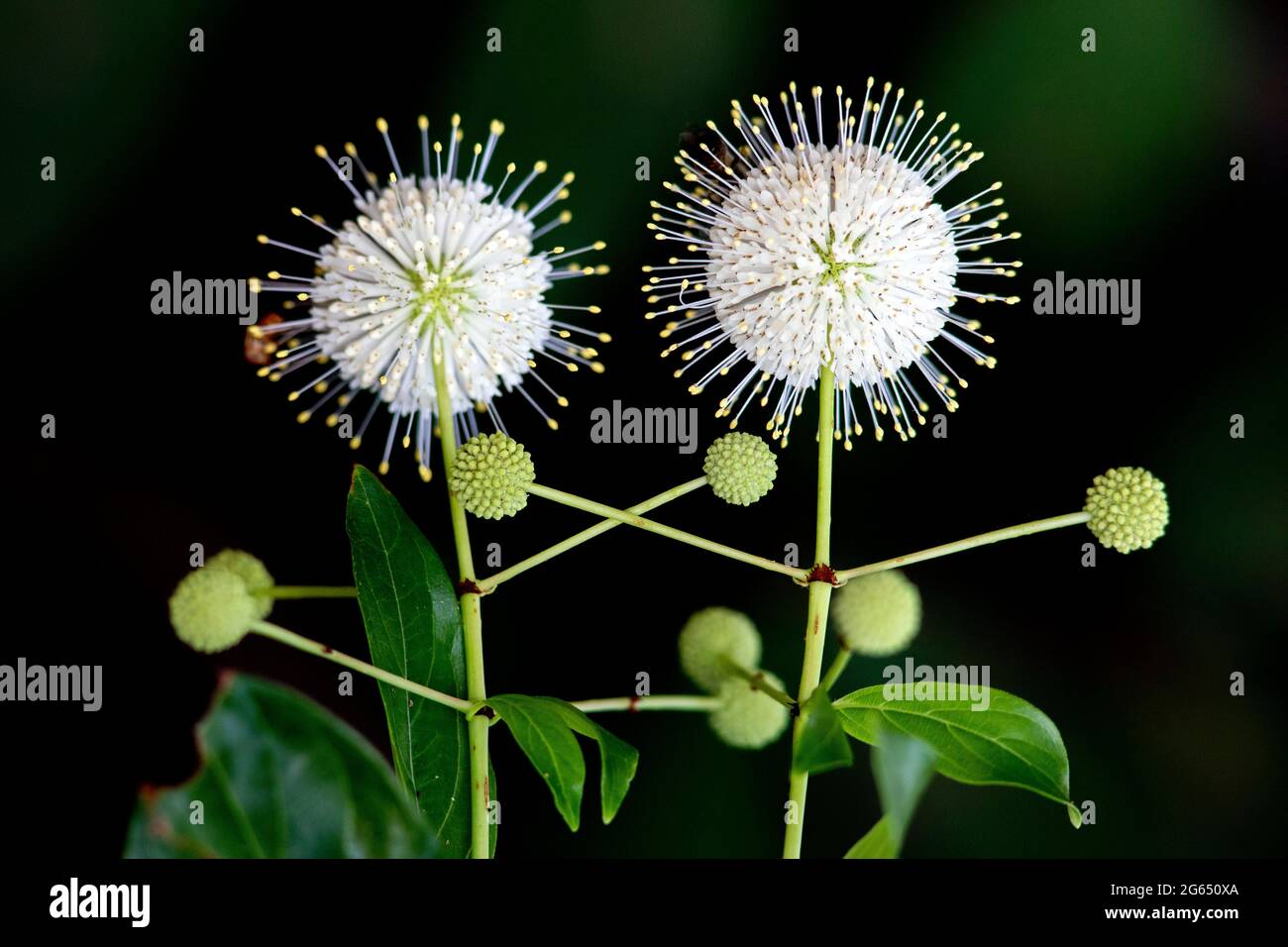 Buttonbush (Cephalanthus occidentalis) - Wakodahatchee Wetlands, Delray Beach, Florida, USA Stockfoto