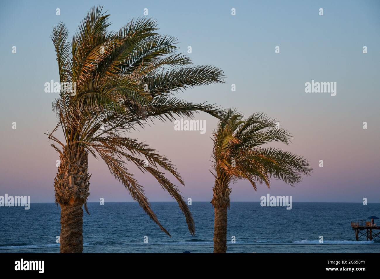 Palmen am Strand während exotischer Ferien Stockfoto