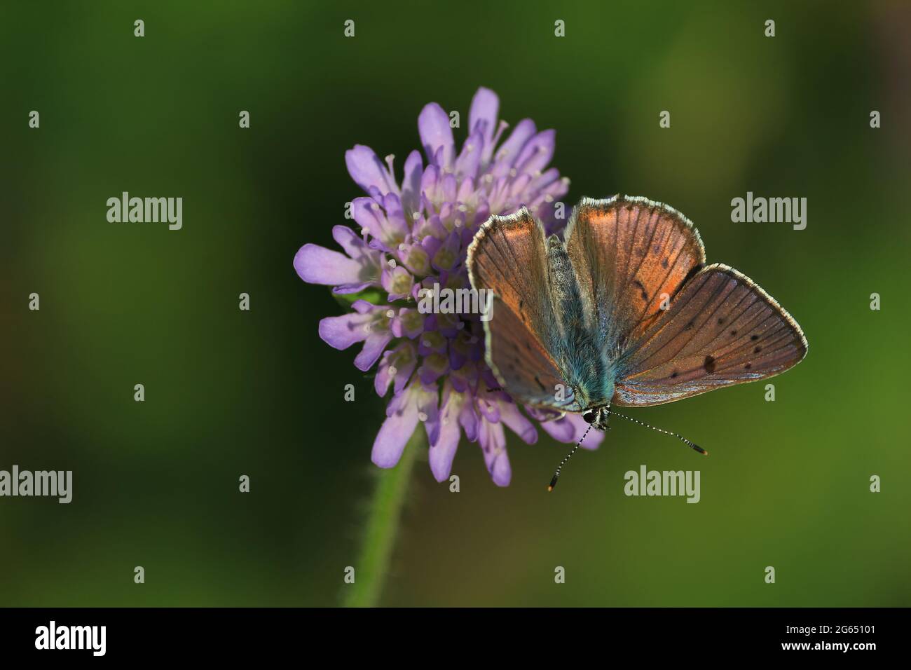 Schmetterlingsblume. Lycaena alciphron, violett geschosstes Kupfer. Ein kupferbrauner Schmetterling mit ausgebreiteten Flügeln sitzt auf einer violetten Blume. Platz für Text. Stockfoto