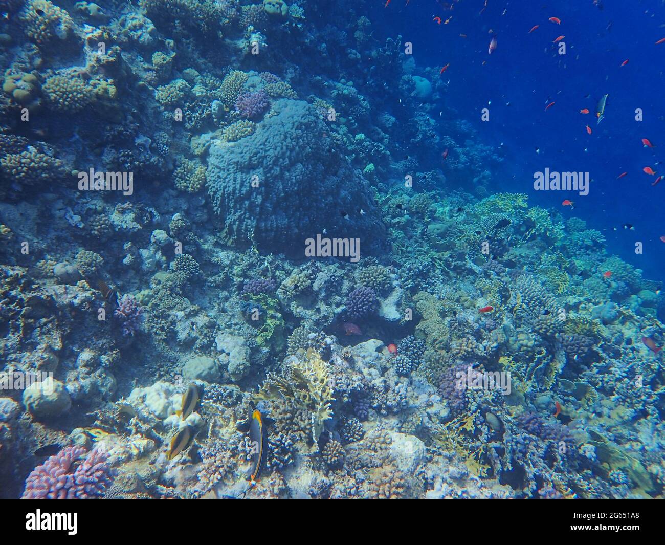 Unterwasserbilder von wunderschönen Korallenriffen Stockfoto