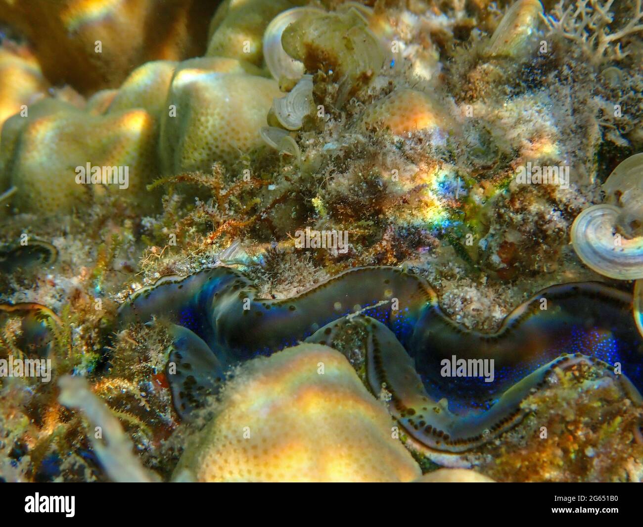 Unterwasserbilder von wunderschönen Korallenriffen Stockfoto