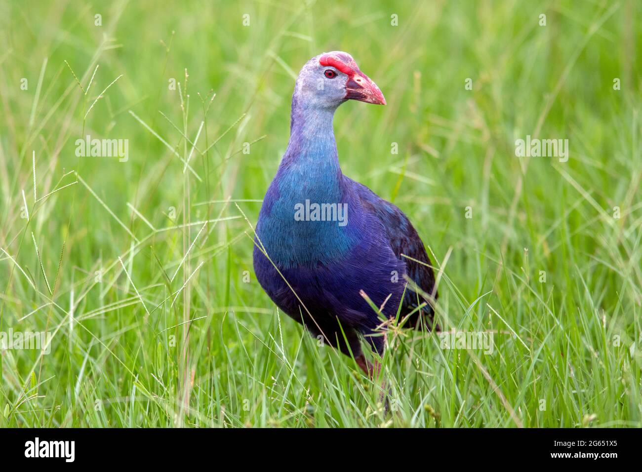 Graukopfswamphen (Porphyrio poliocephalus) - Green Cay Wetlands, Boynton Beach, Florida, USA Stockfoto