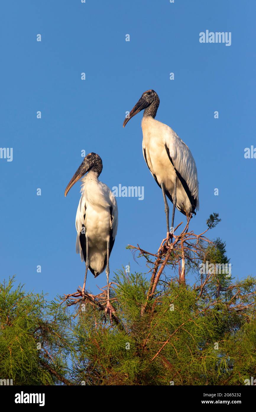 Waldstörche (Mycteria americana) - Wakodahatchee Wetlands, Delray Beach, Florida, USA Stockfoto